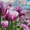 1000 SINGLE LILAC POPPY Papaver Somniferum Purple Heirloom Flower Seeds