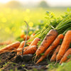 1500 IMPERATOR 58 CARROT Daucus Carota Seeds
