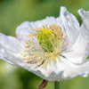 250 PERSIAN WHITE POPPY Papaver Somniferum Flower Seeds