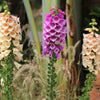 Seeds Mixed Foxglove Seeds – Digitalis Purpurea Flower – photo 8