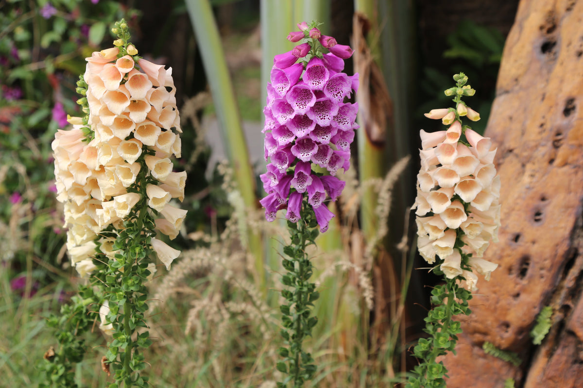 Seeds Mixed Foxglove Seeds – Digitalis Purpurea Flower – photo 8