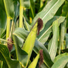 60 YELLOW CORN ' Early Xtra Sweet ' Zea Mays Vegetable Seeds