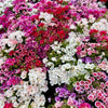 500 MIXED COLORS GODETIA Clarkia Amoena Flower Seeds