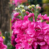 50 Rose PINK STOCK Matthiola Incana Ten-Week Gillyflower Seeds