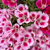 Double Deuces Godetia Seeds – Grandiflora Clarkia Amoena Mixed Colors & Bicolor Flower – photo 13
