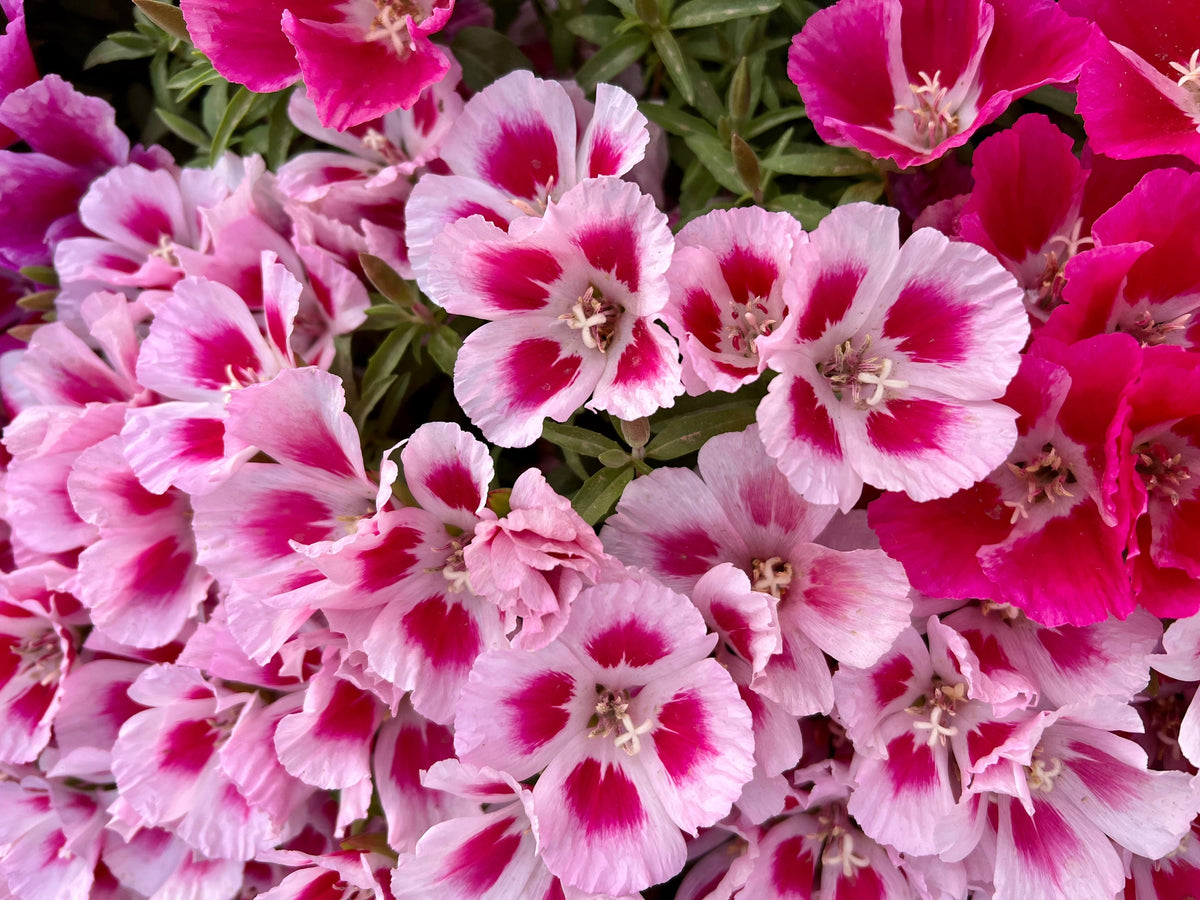 Double Deuces Godetia Seeds – Grandiflora Clarkia Amoena Mixed Colors & Bicolor Flower – photo 13