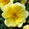 Golden Yellow Father Hugo Rose Seeds – Rosa Hugonis Flower Bush Shrub – photo 7