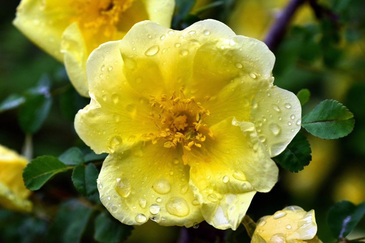 Golden Yellow Father Hugo Rose Seeds – Rosa Hugonis Flower Bush Shrub – photo 7