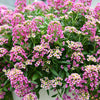 1000 Pink ALYSSUM ROSIE O DAY Lobularia Maritima Flower Seeds