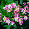 Mixed European Columbine Seeds – Aquilegia Flower – photo 5