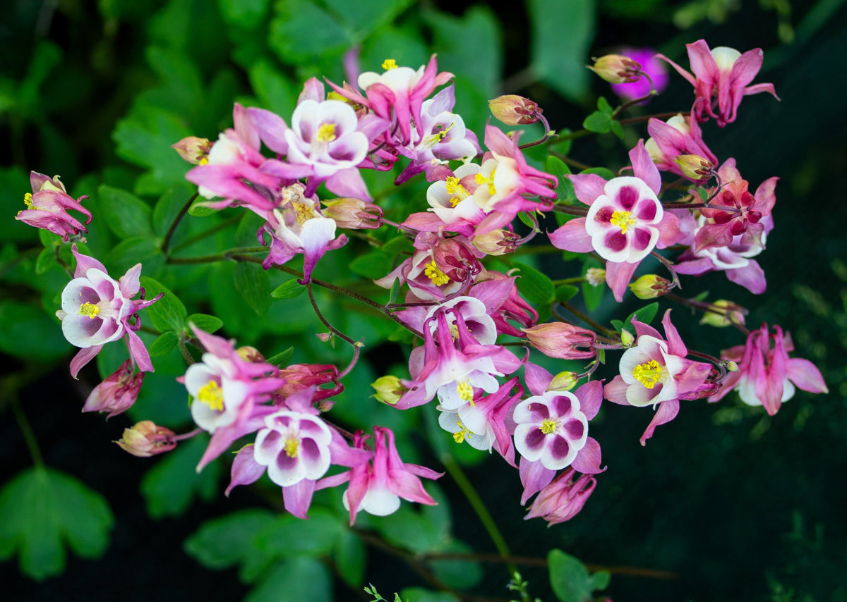 Mixed European Columbine Seeds – Aquilegia Flower – photo 5
