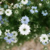 400 Blue & White LOVE IN A MIST Nigella Damascena Fennel Flower Seeds