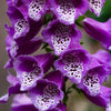 Pink & Purple Mix Foxglove Digitalis Flower Seeds – photo 4