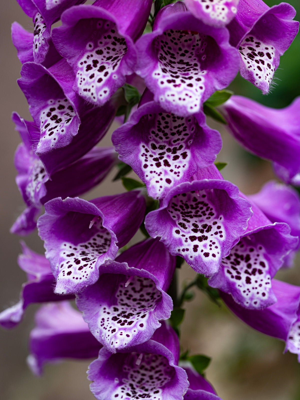 Pink & Purple Mix Foxglove Digitalis Flower Seeds – photo 4