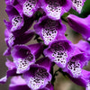 Foxglove Excelsior Mix Seeds – Digitalis Purpurea Mixed Colors Flower – photo 10