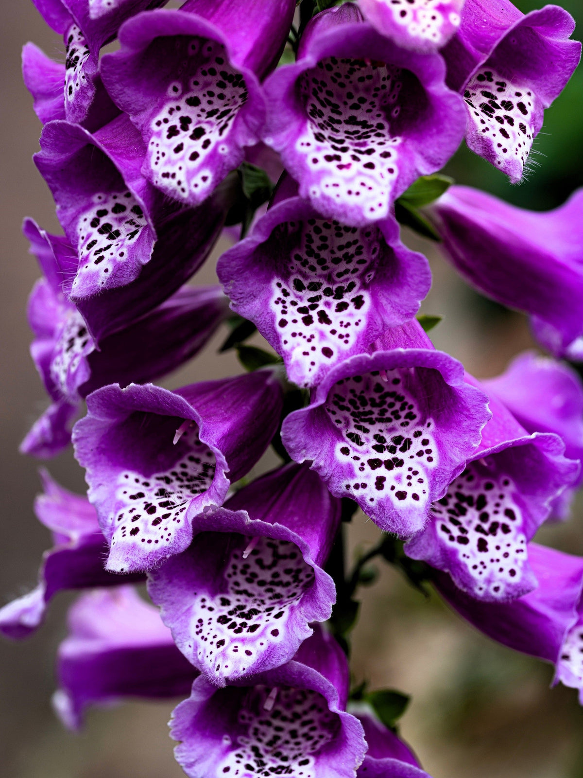 Foxglove Excelsior Mix Seeds – Digitalis Purpurea Mixed Colors Flower – photo 10