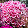500 Pink FAREWELL TO SPRING Clarkia Elegans Godetia Flower Seeds