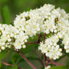 20 ASH TREE Mountain / Amur / Rowan - Sorbus Aucuparia Seeds