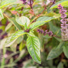 Licorice Basil Ocimum Basilicum Herb Flower Seeds – photo 5