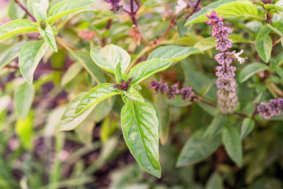 Licorice Basil Ocimum Basilicum Herb Flower Seeds – photo 5