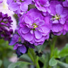 50 BLUE STOCK Matthiola Incana Ten-Week Gillyflower Seeds