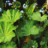 100 LADYS MANTLE Alchemilla Mollis Flower Seeds