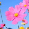 200 TALL PINK COSMOS Bipinnatus Flower Seeds