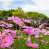 200 TALL PINK COSMOS Bipinnatus Flower Seeds