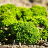 1000 MOSS CURLED PARSLEY Petroselinum Crispum Herb Vegetable Flower Seeds