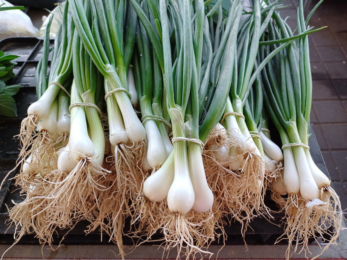 Southport White Globe Bunching Onion Allium Cepa Vegetable Seeds