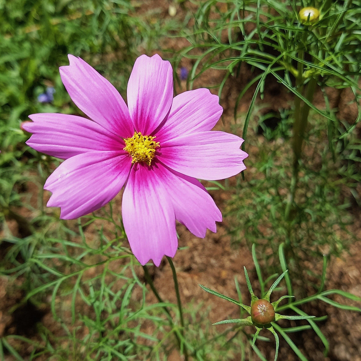 Pink Cosmos Radiance Seeds – Bipinnatus Flower – photo 5