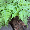 1000 + SENSITIVE FERN Onoclea Sensibilis aka Bead or Sympathy Fern Spores Seeds