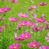200 TALL PINK COSMOS Bipinnatus Flower Seeds