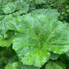 200 Great BURDOCK Arctium Lappa (Edible Burdock / Cockle-Button / Beggar's Buttons) HERB Flower Seeds