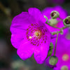 50 RED ROCK PURSLANE ' Ruby Tuesday ' Calandrinia Umbellata Magenta Flower Herb Seeds