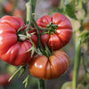 200 PINK PONDEROSA TOMATO Henderson's Lycopersicon Fruit Vegetable Seeds