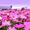 200 TALL PINK COSMOS Bipinnatus Flower Seeds