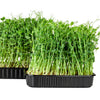 Oregon Sugar Pod Ii Seeds – Pea Pisum Sativum Macrocarpon Vegetable – photo 5