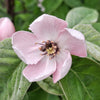 20 COMMON CULINARY QUINCE Fruit Tree Cydonia Oblonga Flowering Shrub Seeds