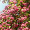 English Hawthorn Tree Seeds – Edible Fruit Flower Mayflower Crataegus Laevigata – photo 10