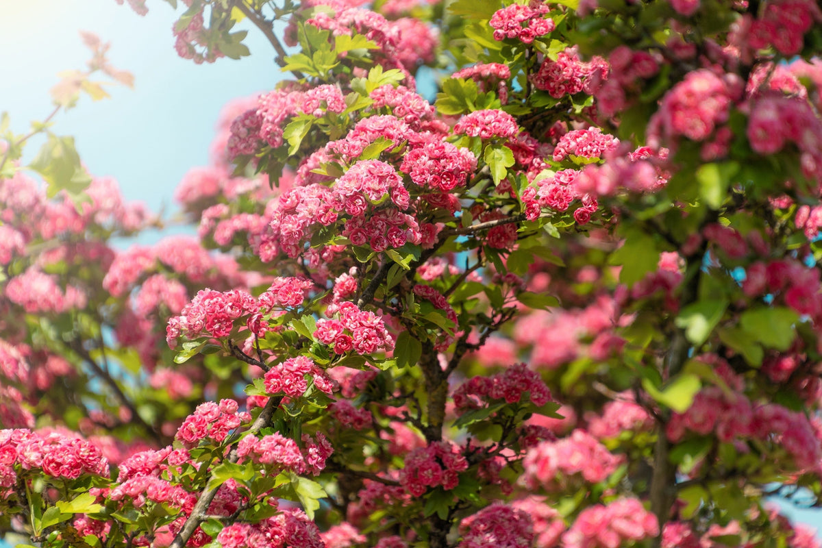 English Hawthorn Tree Seeds – Edible Fruit Flower Mayflower Crataegus Laevigata – photo 10