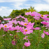200 TALL PINK COSMOS Bipinnatus Flower Seeds