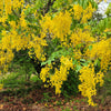 15 GOLDEN SHOWER TREE Gold Rush Yellow Cassia Fistula Flower Seeds