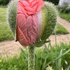 100 HENS and CHICKS Poppy Hens & Chickens Breadseed Lettuce Leaf Papaver Somniferum Flower Seeds