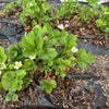 20 ' PINEAPPLE CRUSH ' STRAWBERRY Everbearing Fragaria Vesca Alpine White Yellow Berry Seeds