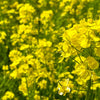 Dwarf Essex Rape Kale Seeds – Brassica Napus Vegetable – photo 6