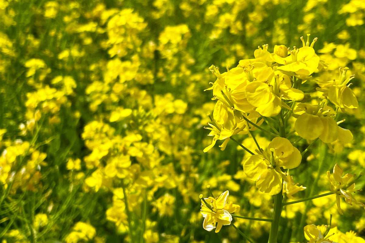 Dwarf Essex Rape Kale Seeds – Brassica Napus Vegetable – photo 6