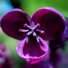 Chocolate Vine Seeds – Edible Fruit Akebia Trifoliata Flower Ornamental Climber – photo 10