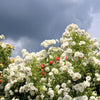 5 WHITE CLIMBING ROSE Rosa Bush Vine Climber Fragrant Butterfly Flower Seeds