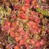 10 CARNIVOROUS SUNDEW PLANT Drosera Flower Seeds